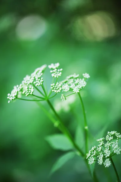 Vårblommor, utomhus — Stockfoto