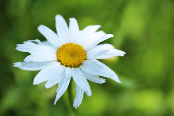 Mooie madeliefje bloem — Stockfoto