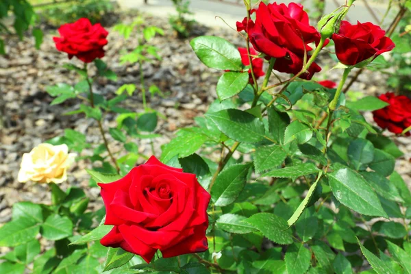 Belle rose dans le jardin — Photo