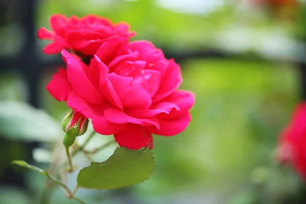 美丽的玫瑰，绿色的灌木 — 图库照片
