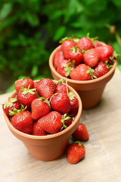 Zralé sladké jahody v květináčích — Stock fotografie