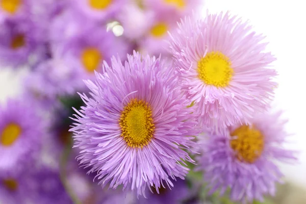 Hermosas flores silvestres — Foto de Stock