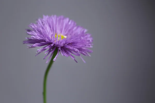 Hermosas flores silvestres — Foto de Stock