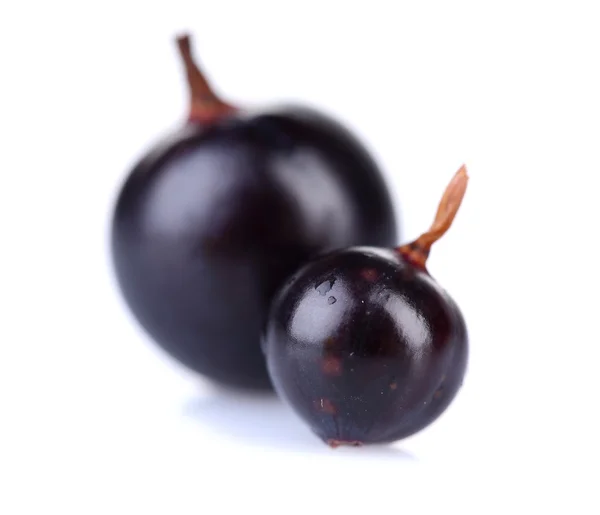 Schwarze Johannisbeeren — Stockfoto