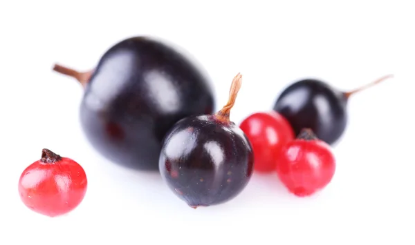 Schwarze und rote Johannisbeeren — Stockfoto