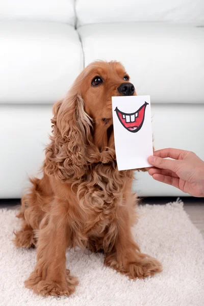 İngiliz cocker spaniel — Stok fotoğraf