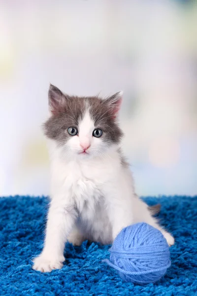 Cute little kitten sitting on blue carpet — Stock Photo, Image