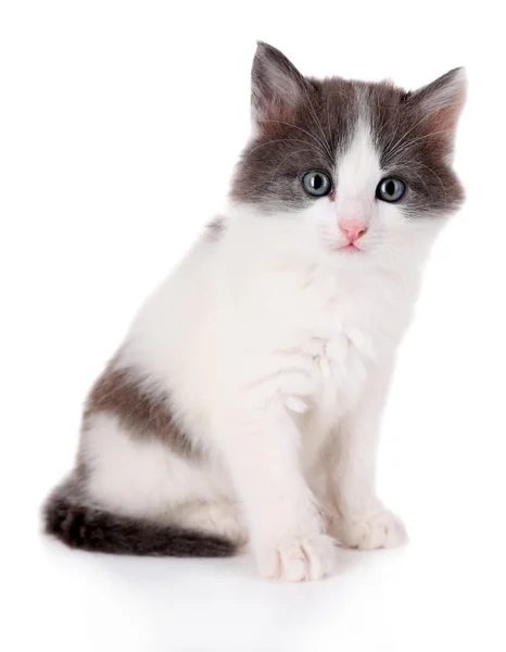 Sevimli kedicik — Stok fotoğraf