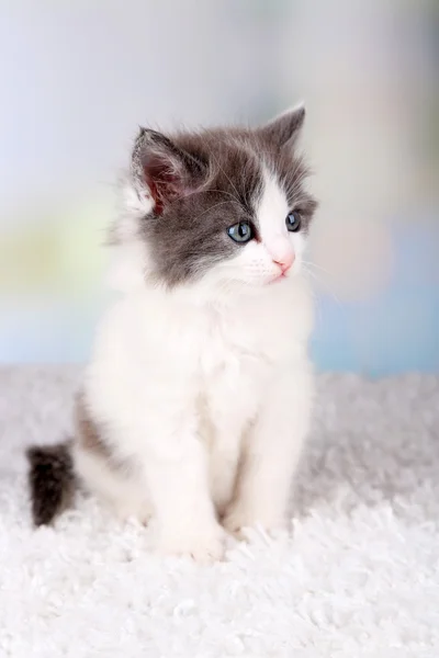 Kociak siedzi na biały dywan — Zdjęcie stockowe
