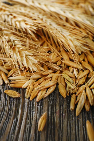 Rye grains and ears — Stock Photo, Image