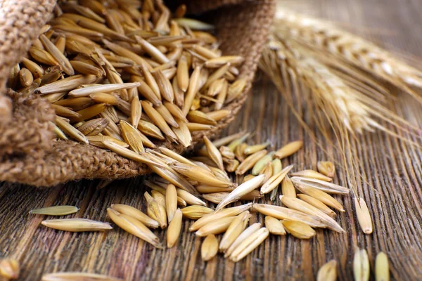 Grains et épis de seigle — Photo