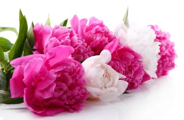 Pink and white peonies clipart