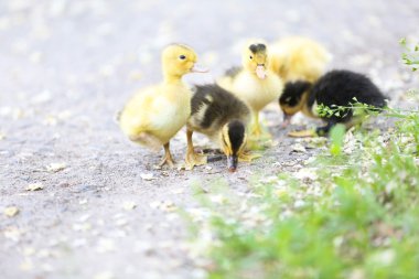 küçük sevimli ördek yavrusu