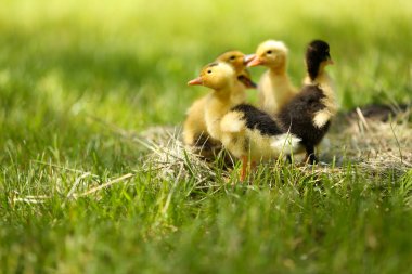 küçük sevimli ördek yavrusu