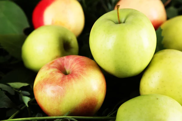 Juicy apples — Stock Photo, Image