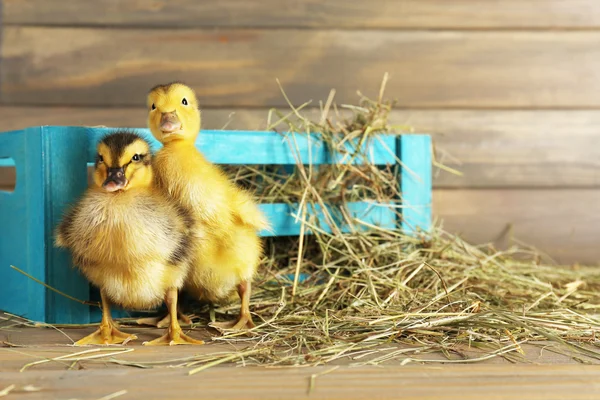 Weinig schattig eendje — Stockfoto