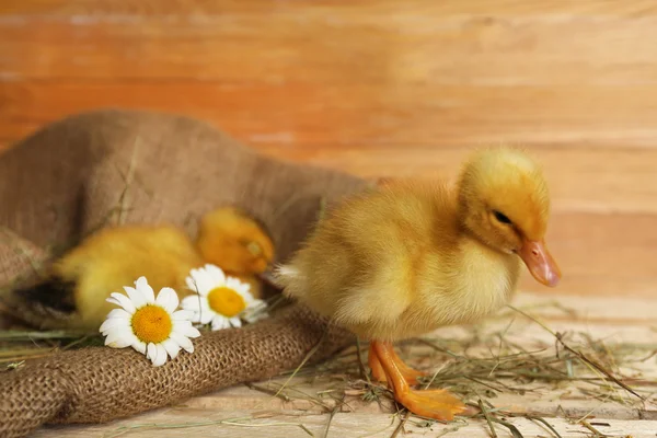 Weinig schattige eendjes — Stockfoto