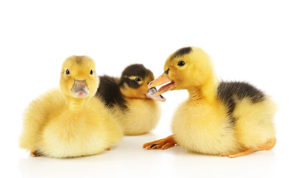 Weinig schattige eendjes — Stockfoto