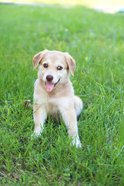 Małe słodkie Golden Retriever — Zdjęcie stockowe