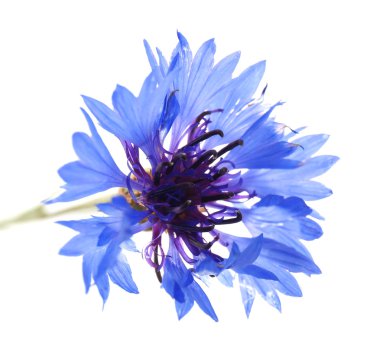 güzel kır çiçeği