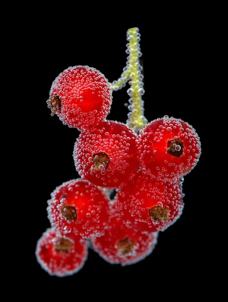 Groselha vermelha madura — Fotografia de Stock