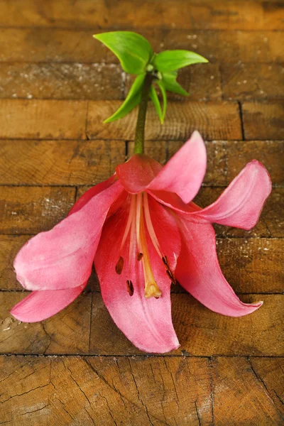 Krásná lily květina — Stock fotografie
