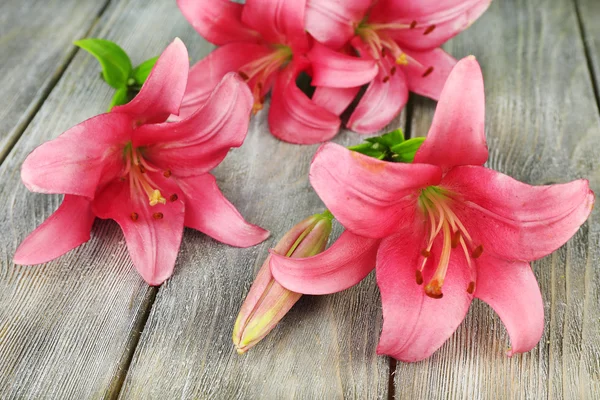 Beautiful lily flowers — Stock Photo, Image