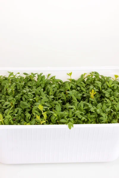 Fresh garden cress in  box — Stock Photo, Image