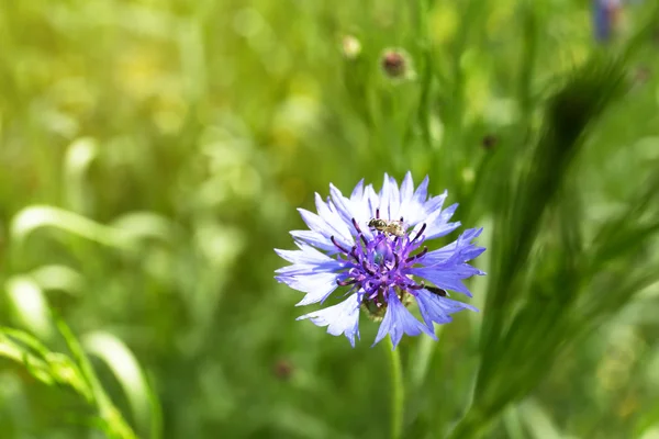 Bellissimo fiordaliso — Foto Stock