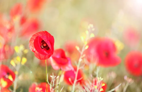 붉은 양귀비 꽃 — 스톡 사진