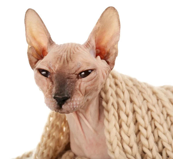 Bezwłosych Sphynx kot w ciepły szalik — Zdjęcie stockowe