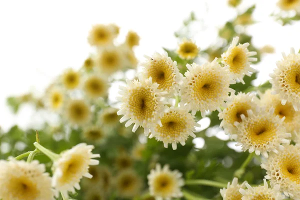 Vackra vilda blommor — Stockfoto