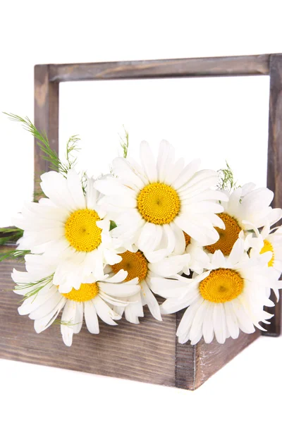 Flores en caja — Foto de Stock