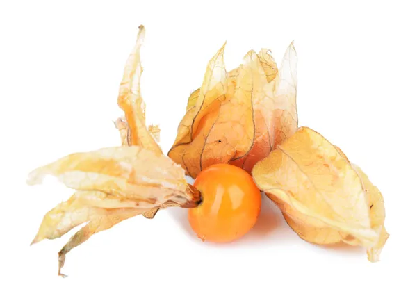 Physalis ovoce — Stock fotografie