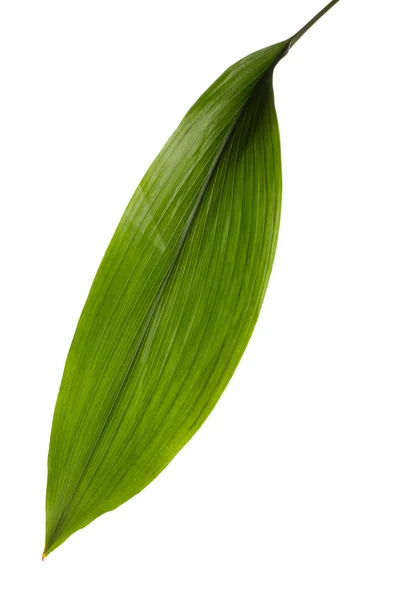 Όμορφο πράσινο φύλλο — Φωτογραφία Αρχείου