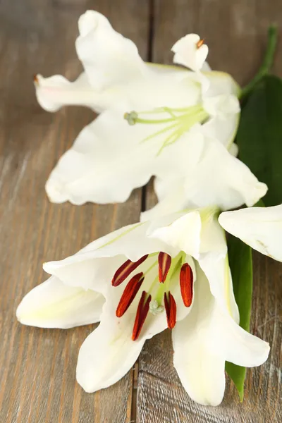 Белые цветы лилии — стоковое фото