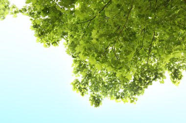 Bahar ağacının yaprakları