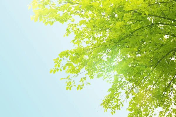 Foglie primaverili su albero — Foto Stock