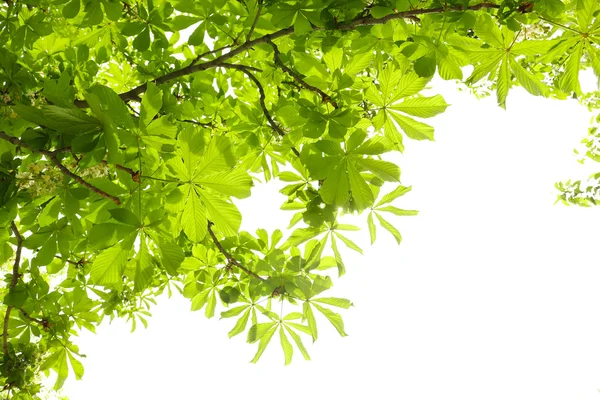 Foglie verdi su albero — Foto Stock