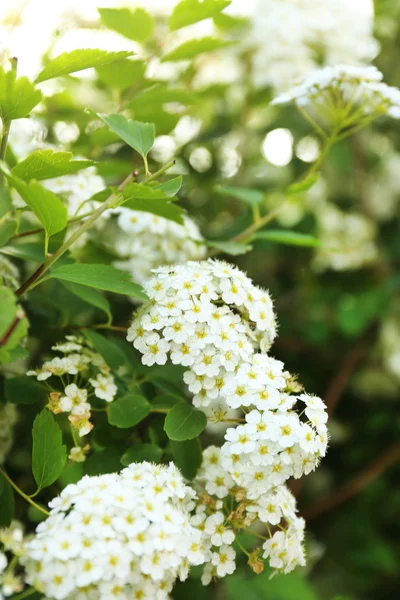 Mooie spirea bloemen — Stockfoto