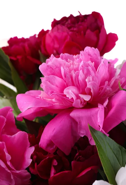 Pink and white peonies — Stock Photo, Image