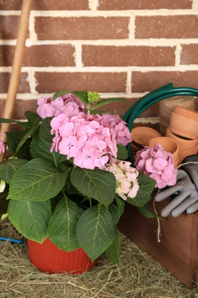 Herramientas de jardinero y flores —  Fotos de Stock