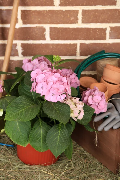 Strumenti di giardiniere e fiori — Foto Stock