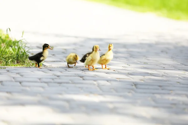 Little cute ducklings — Stock Photo, Image