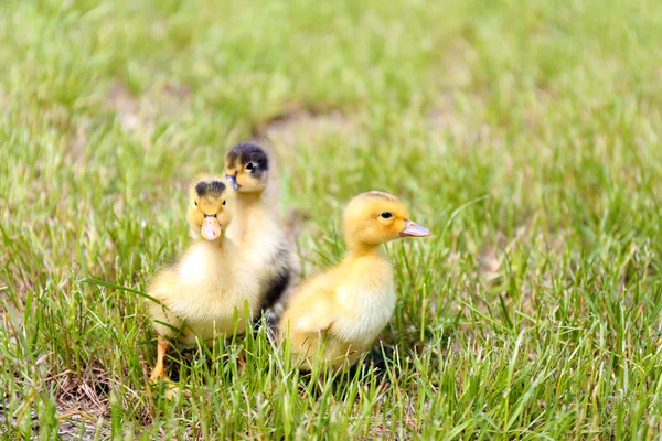 Niewiele cute kaczki — Zdjęcie stockowe