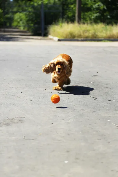 Inglês cocker spaniel — Fotografia de Stock