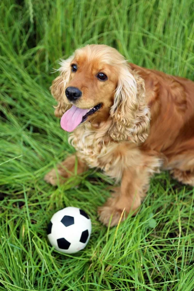 Inglês cocker spaniel — Fotografia de Stock