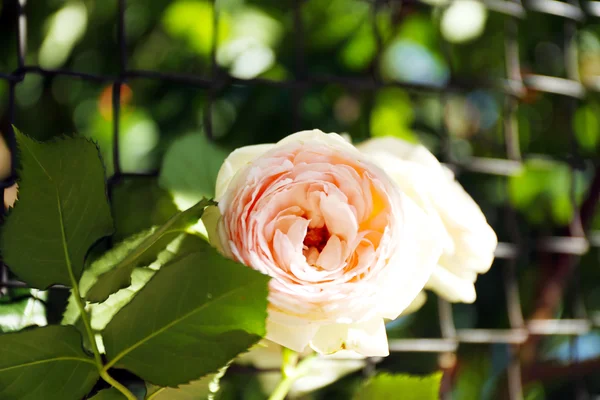 Rose in garden — Stock Photo, Image