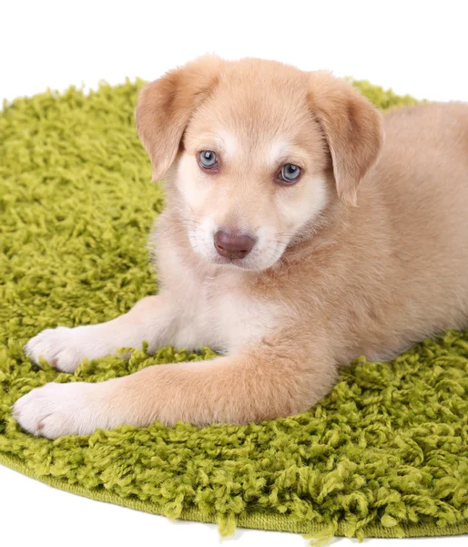 Golden Retriever puppy — Stock Photo, Image