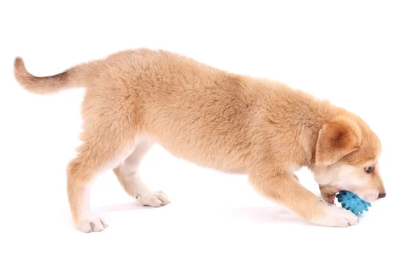 Golden Retriever puppy — Stock Photo, Image